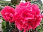 Camelia 'Mary Williams' 80-100 cm, Tuin en Terras, Ophalen of Verzenden, Overige soorten, Struik, Minder dan 100 cm