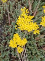 Muurpeper, Tuin en Terras, Planten | Tuinplanten, Ophalen, Bodembedekkers, Volle zon, Vaste plant