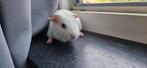 Caviabeertje, Dieren en Toebehoren, Knaagdieren, Cavia, Augustus, Mannelijk, Tam