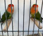 Couple Inséparables 2024, Dieren en Toebehoren, Vogels | Parkieten en Papegaaien, Dwergpapegaai of Agapornis