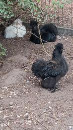 Verschillende zijdehoen haantjes, Dieren en Toebehoren, Mannelijk, Kip
