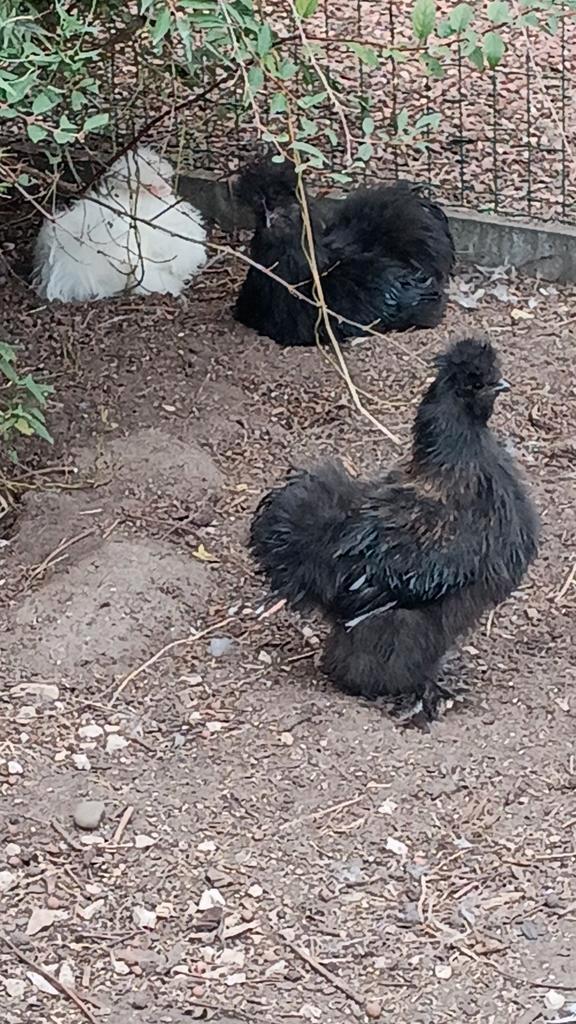 Verschillende zijdehoen haantjes, Dieren en Toebehoren, Pluimvee, Kip, Mannelijk