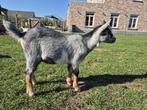 dwerggeitje bokje, Dieren en Toebehoren