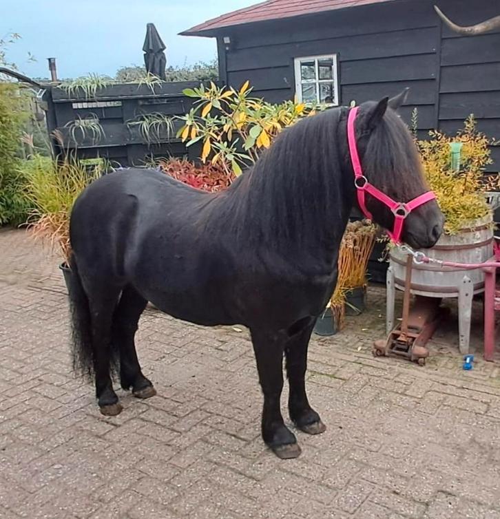 Gave Shetlanderkruising B pony, Dieren en Toebehoren, Pony's, B