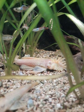 Mangeur d'algues Ancistrus, Animaux & Accessoires, Poissons | Poissons d'aquarium