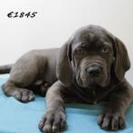 American Bully XXL pups te koop, Dieren en Toebehoren, Honden | Bulldogs, Pinschers en Molossers, 15 weken tot 1 jaar, Buitenland