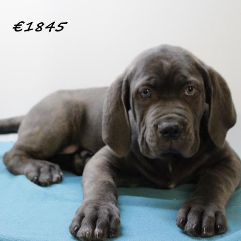 American Bully XXL pups te koop, Dieren en Toebehoren, Honden | Bulldogs, Pinschers en Molossers, Meerdere dieren, Overige rassen
