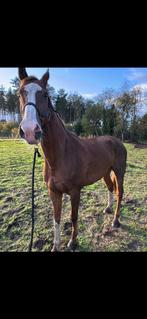 Brave ruin te koop, Dieren en Toebehoren, Paarden, Ruin