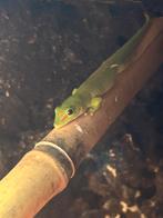 Baby Phelsuma Madagascariensis grandis, Dieren en Toebehoren, Hagedis, 0 tot 2 jaar