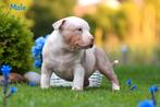 EXCLUSIEVE AMERICAN BULLY PUPS, Dieren en Toebehoren, Honden | Bulldogs, Pinschers en Molossers, België, Overige rassen, 8 tot 15 weken