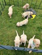 Zeer sociale Labrador pups (blond, mannelijk), Dieren en Toebehoren, Honden | Retrievers, Spaniëls en Waterhonden, Meerdere, 8 tot 15 weken