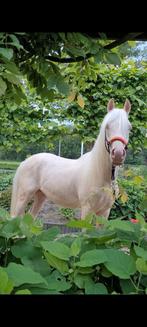 Prachtige cremello NRPS pony te koop!, Hengst, 0 tot 2 jaar, Gechipt, Minder dan 160 cm