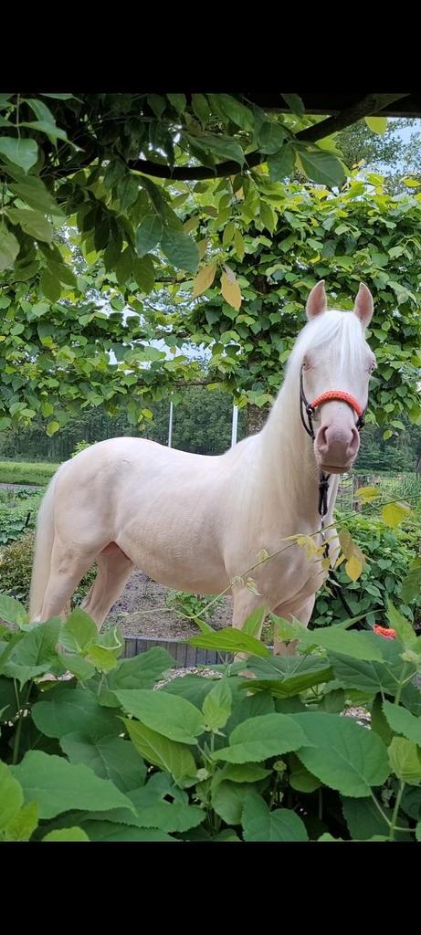 Magnifique poney NRPS Cremello à vendre !, Animaux & Accessoires, Chevaux, Étalon, Ne s'applique pas, Moins de 160 cm, 0 à 2 ans