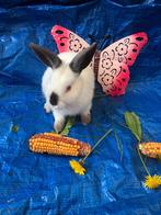 Konijn dwergkonijn dwergkonijnen ndh, Dieren en Toebehoren