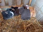6 baby dwerg konijntjes
