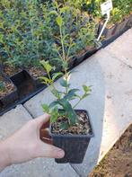 Osmanthus Burkwoodii plantgoed, Ophalen of Verzenden, Struik
