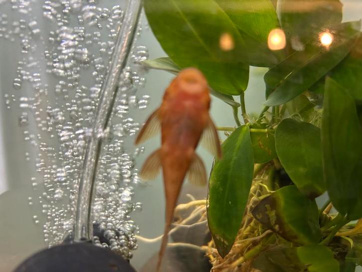 Plecosoorten, Dieren en Toebehoren, Vissen | Aquaria en Toebehoren, Ophalen