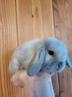 Prachtig tam nederlands dwerg hangoortje, Dieren en Toebehoren, Dwerg