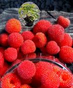 Aardbei-Framboos planten heerlijk sappige en zoete vruchten., Lente, Volle zon, Minder dan 100 cm, Ophalen of Verzenden