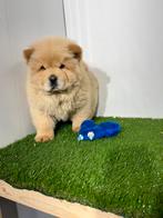 Chow Chow pups, Dieren en Toebehoren, Honden | Poolhonden, Keeshonden en Oertypen, CDV (hondenziekte), Meerdere, 8 tot 15 weken