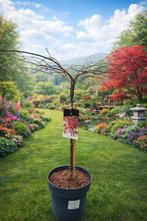 Acer Palmatum 'Granet', Tuin en Terras, Ophalen, Halfschaduw