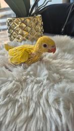 Sam parkiet, Dieren en Toebehoren