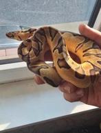 0.1 pastel enchi clown pos blade