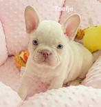 Cream platinum Franse Bulldog pups, Dieren en Toebehoren, Honden | Bulldogs, Pinschers en Molossers, België, Fokker | Hobbymatig