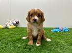 Nestjes Cavapoo pups