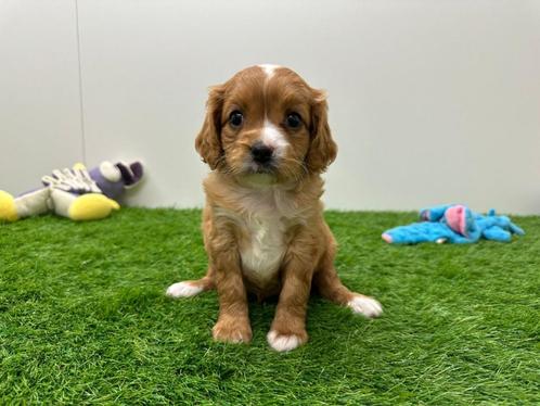 Nestjes Cavapoo pups, Dieren en Toebehoren, Honden | Niet-rashonden, Klein, Meerdere dieren, Fokker | Professioneel, Meerdere