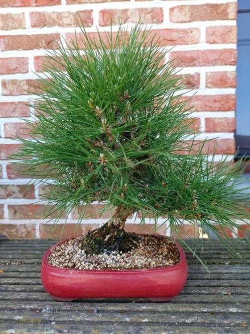 Bonsai Pinus Thunbergii, Tuin en Terras, Planten | Bomen, Volle zon, Bloeit niet, Ophalen