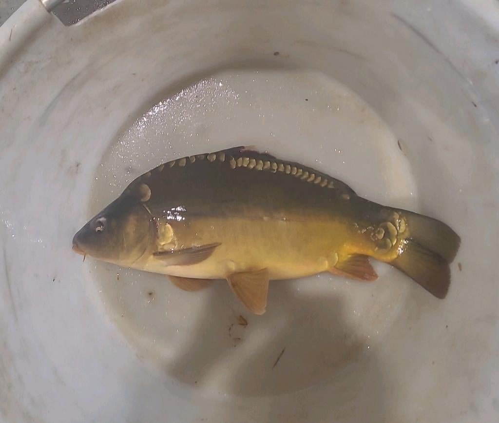 Schubkarper, spiegelkarper, graskarper, giebel, Tuin en Terras, Vijver-toebehoren, Ophalen of Verzenden