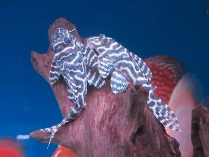 AQUARIUM  RGB LEDS    LAATSTE STUKS !!!!, Dieren en Toebehoren, Vissen | Aquaria en Toebehoren, Ophalen