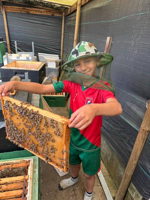 Bijenzwerm, Dieren en Toebehoren, Insecten en Spinnen, Bijen