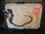 Lampropeltis triangulum campbelli, Amfibie