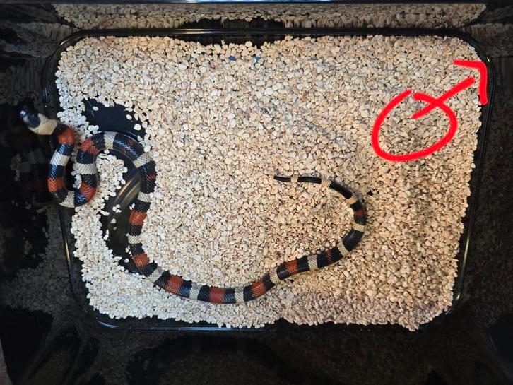 Lampropeltis triangulum campbelli, Dieren en Toebehoren, Reptielen en Amfibieën, Amfibie