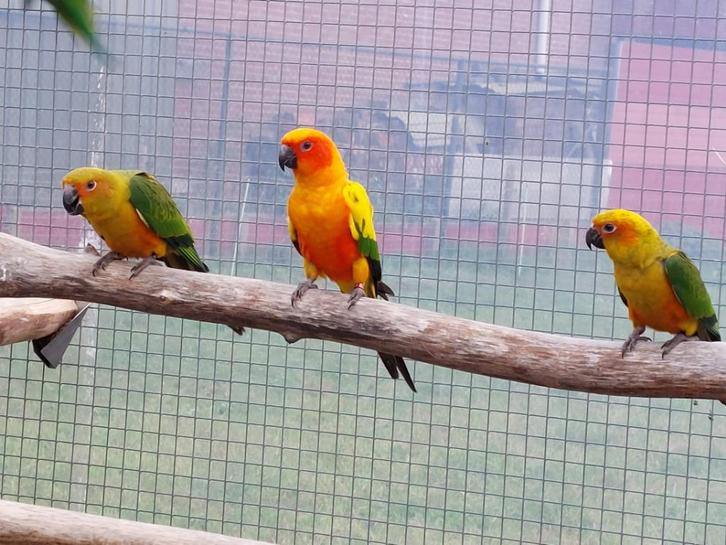 zonparkiet, Dieren en Toebehoren, Vogels | Parkieten en Papegaaien, Parkiet, Meerdere dieren, Geringd
