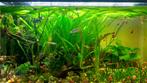 Vallisneria aquarium plant te koop, Enlèvement, Neuf, Plante(s), Pierre ou Bois