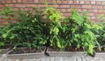 Taxus struik - 80 cm hoog, Tuin en Terras, Planten | Struiken en Hagen, Ophalen, Taxus, Struik, Minder dan 100 cm