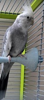 Calopsitte, Animaux & Accessoires, Oiseaux | Perruches & Perroquets, Mâle, Perruche, Domestique