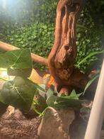 Korenslang + terrarium, Dieren en Toebehoren, Ophalen, Zo goed als nieuw