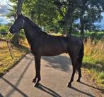 3 jarige zwarte parel , Duitse Rijpony, Dieren en Toebehoren, Gechipt, Ruin, 3 tot 6 jaar, Onbeleerd