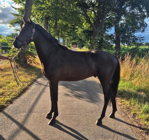 3 jarige zwarte parel , Duitse Rijpony, Dieren en Toebehoren, Pony's, Ruin, Onbeleerd, D pony (1.37m tot 1.48m), 3 tot 6 jaar