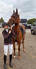 D springpony met Top afstammeling, Dieren en Toebehoren, Merrie, M, Springpony