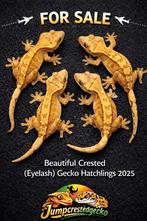 Wimpergekko crested gecko, Dieren en Toebehoren, Reptielen en Amfibieën