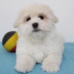 Havanezer - Belgische pups te koop, België, CDV (hondenziekte), 8 tot 15 weken, Meerdere