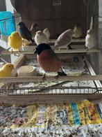 Mogen naar een  ander thuis, Dieren en Toebehoren