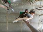 Kuifkanarie, Dieren en Toebehoren, Geslacht onbekend, Bastaard
