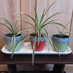 Kamerplanten in mooie keramieke bloempotten, 4€/st 10€ alles, Ophalen of Verzenden, In pot, Minder dan 100 cm