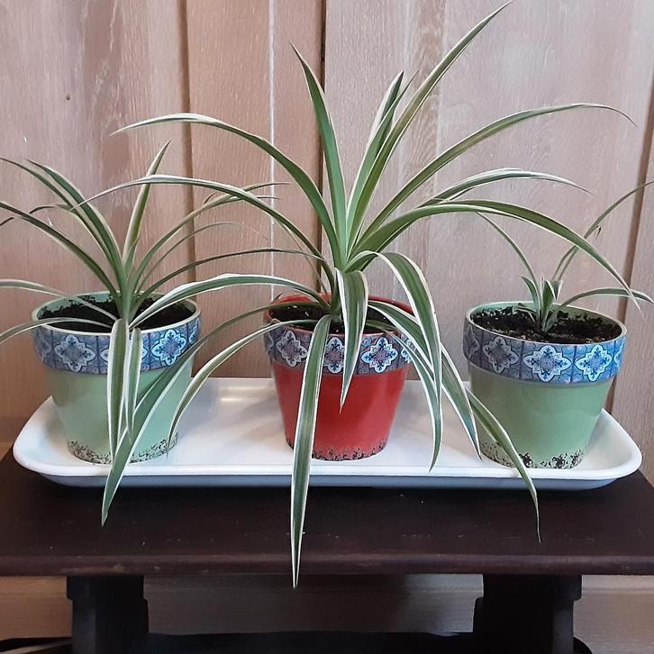 Kamerplanten in mooie keramieke bloempotten, 4€/st 10€ alles, Huis en Inrichting, Kamerplanten, Minder dan 100 cm, In pot, Ophalen of Verzenden